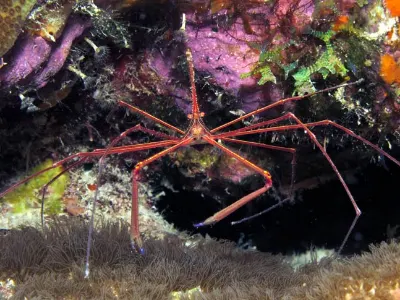 Yellow-Lined Arrow Crab