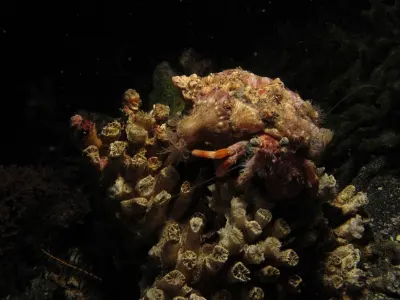 Hermit Crab
