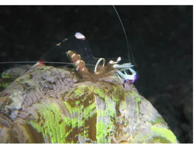 Emperor Shrimp