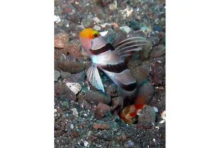 Shrimp and Pal Goby