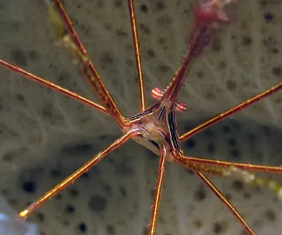 Yellow Lined Arrow Crab