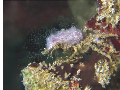 Decorator Crab