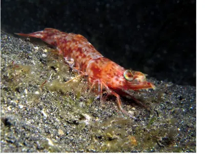 Night Shrimp