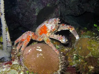 Channel Clinging Crab