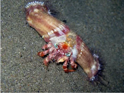 Decorator Crab