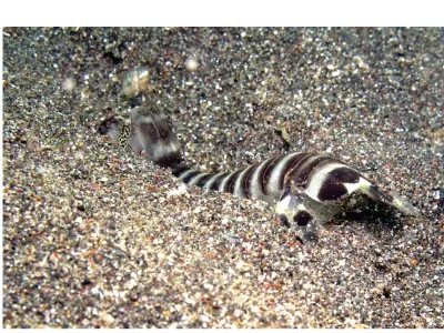 Shrimp In Sand