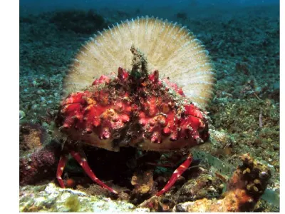 Box Crab