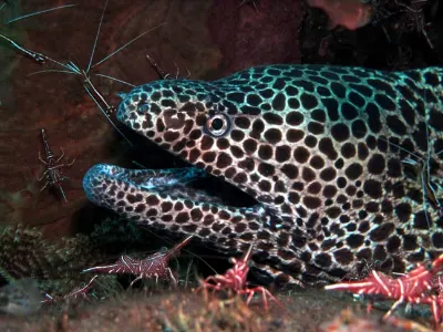 Hinge Beak Cleaner Shrimp