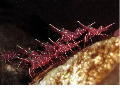 Long Beak Cleaner Shrimp