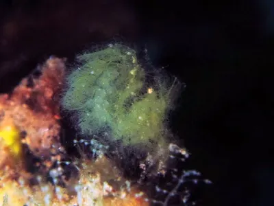 Hairy Shrimp