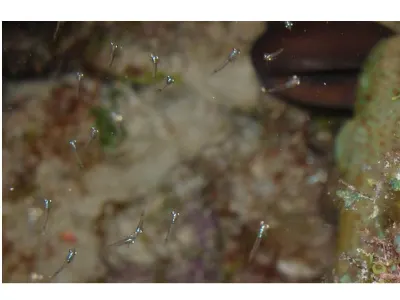 Mysid Shrimp