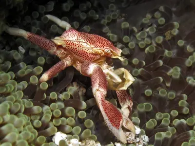 Porcelain Crab Feeding