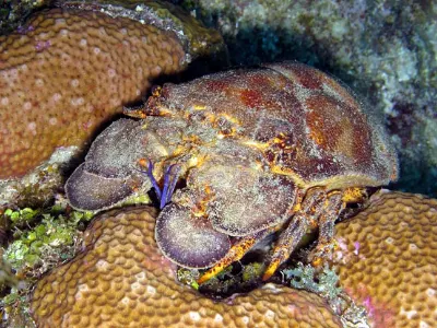 Slipper Lobster