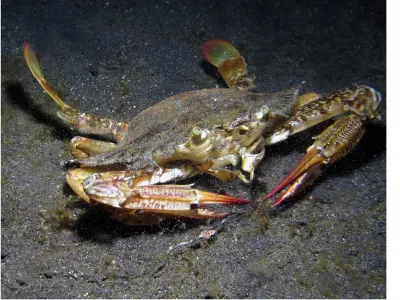Crab