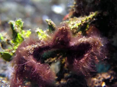 Orangutan Crab