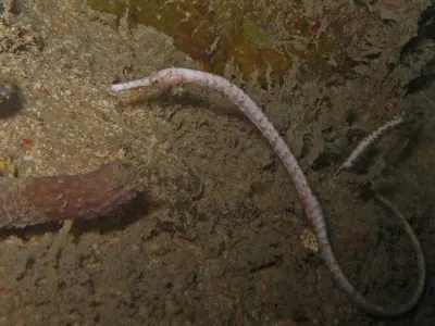 Brocks Pipehorse