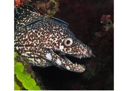Spotted Eel