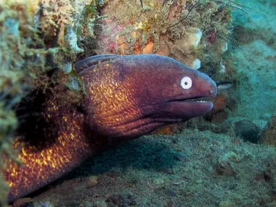 White Eyed Moray