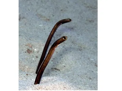 Garden Eels