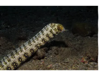Snowflake Moray