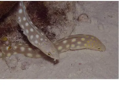 Sharptail Eel