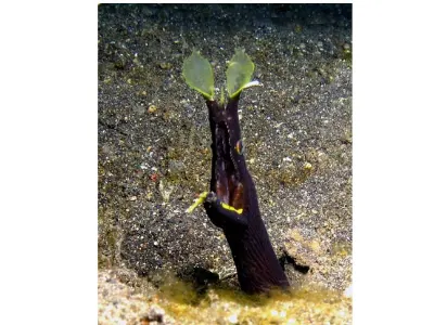 Juvenile Ribbon Eel