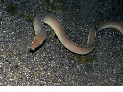 White Margined Eel