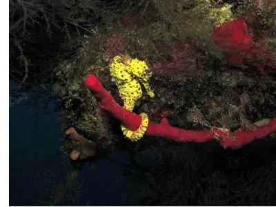 Seahorse on Newmans Wall