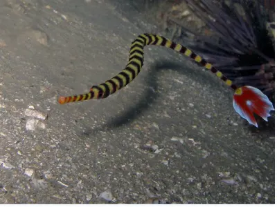 Banded Pipefish