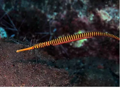 Pipefish With Eggs