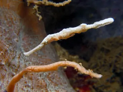 Halimeda Ghost Pipefish
