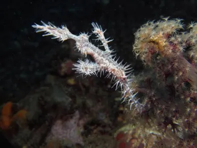 Ornate Ghost Pipefish