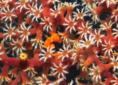 Pygmy Seahorse