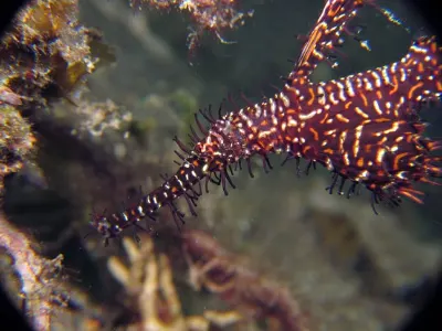 Ornate Ghost Pipefish