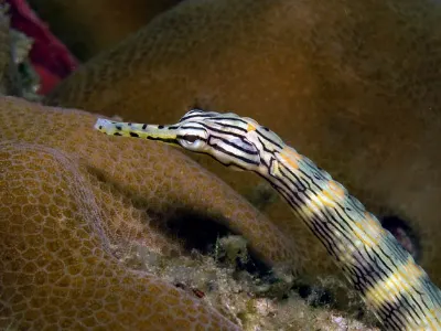 Network Pipefish