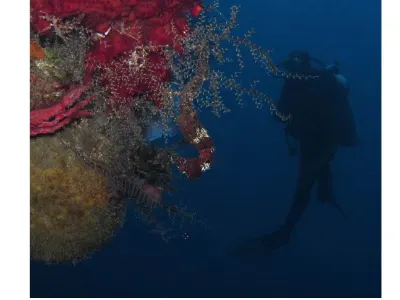 Seahorse Scene