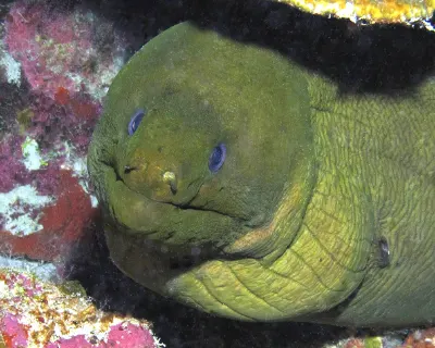 Green Moray
