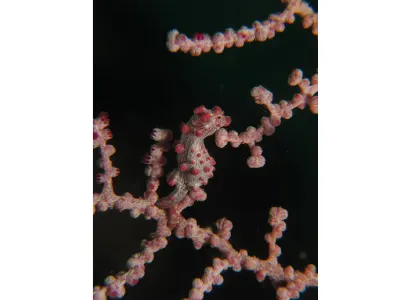 Pygmy Seahorse
