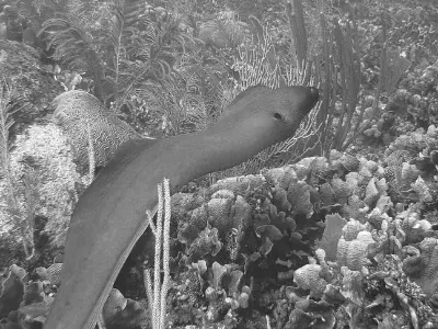 Green Moray on the Loose