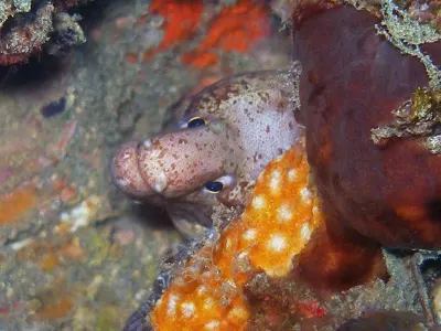 Peppered Moray