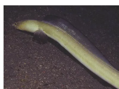 Napoleon Snake Eel