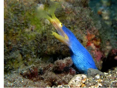 Ribbon Eel