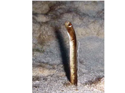 Garden Eel