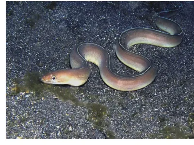 White Margined Eel