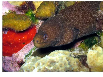 Goldentail Moray