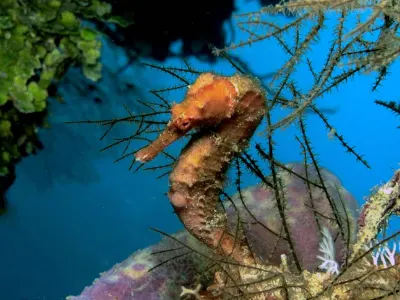 Seahorse Scene