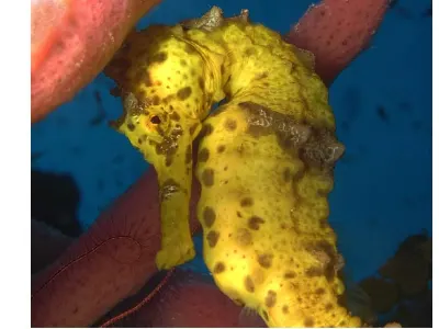 Shy Seahorse