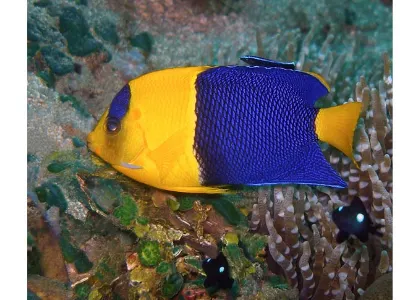 Bicolor Angelfish
