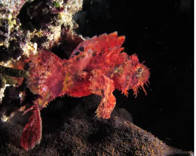 Scorpionfish