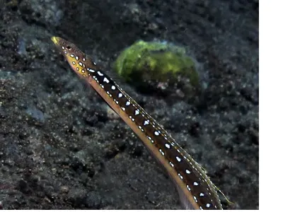 Pike Blenny